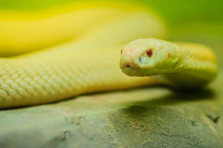 Amazing albino cobra snake in the wild. The monocled cobra (Naja kaouthia), also called monocellate cobra, is a cobra species widespread across South and Southeast Asia.の写真素材