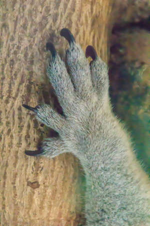 Close up koala bear hand and nails on tree trunk background. The koala or, inaccurately, koala bear (Phascolarctos cinereus) is an arboreal herbivorous marsupial native to Australia.