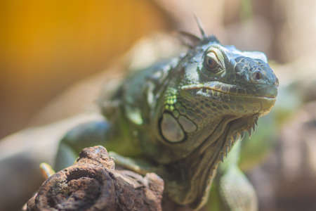 Cute green iguana (Iguana iguana), also known as the American iguana, is a large, arboreal, mostly herbivorous species of lizardの写真素材