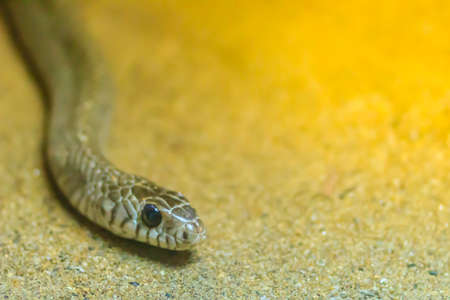 Banded Rat Snake, or the Oriental Rat Snake (Ptyas Mucosus) from the wild in Thailand. Banded Rat Snake is a non-toxic land snake that limits household rats and found throughout all parts of Thailand.の写真素材