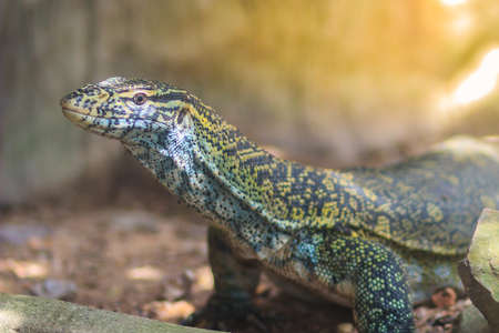 Cute Nile monitor (Varanus niloticus) is a large member of the monitor family (Varanidae) found throughout most of Sub-Saharan Africa and along the Nile.の写真素材