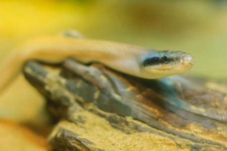 Stripe-tailed Racer, or Cave-dwelling Racer snake in the cave. It's also known as Cave Dweller, Cave Dwelling Snake, Cave Racer, Ridleyâs Racer, Ridleyâs Rat Snake.の写真素材