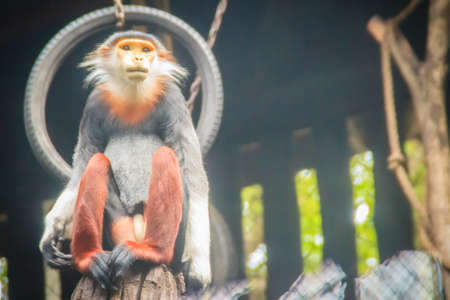 Cute Red-shanked Douc Langur in the public park. The red-shanked douc (Pygathrix nemaeus) is a species of Old World monkey, among the most colourful of all primates.の写真素材