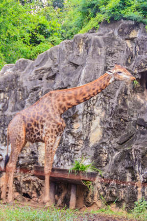 Cute giraffe in the public park. The giraffe (Giraffa) is an African artiodactyl mammal, the tallest living terrestrial animal and the largest ruminant.の写真素材