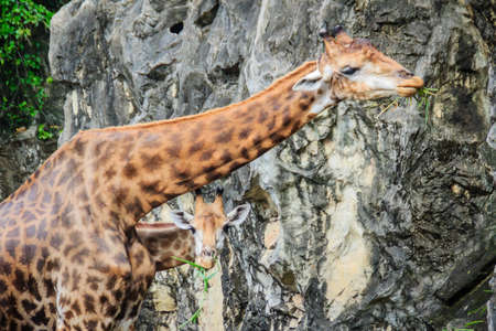 Cute giraffe in the public park. The giraffe (Giraffa) is an African artiodactyl mammal, the tallest living terrestrial animal and the largest ruminant.の写真素材