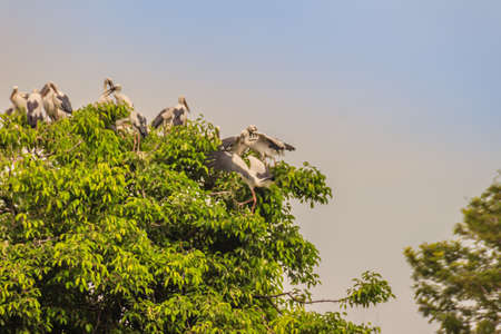 Flock of Open-billed stork, or Asian openbill birds on tree in the public park. The Asian openbill or Asian openbill stork (Anastomus oscitans) is a large wading bird in the stork family Ciconiidae.の写真素材