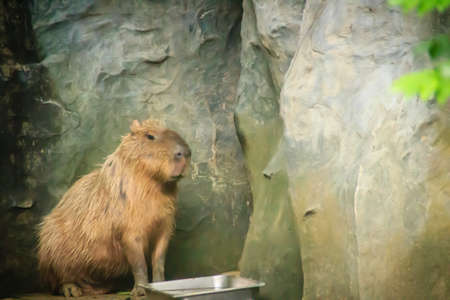 Cute capybara in the cave. The capybara (Hydrochoerus hydrochaeris) is a giant cavy rodent native to South America. It is the largest living rodent in the world.の写真素材