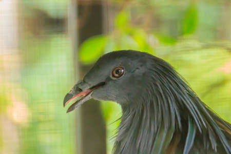 Cute Nicobar pigeon, or Nicobar dove (Caloenas nicobarica) in nature. In Thailand, the Nicobar is a very rare bird. By living in the evergreen forest or the beach of the Similan Islands only.の写真素材