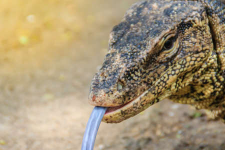 Close up the Asian water monitor (Varanus salvator), also called common water monitor, is a large...