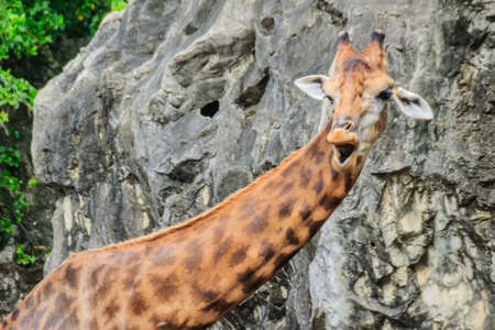 Cute giraffe in the public park. The giraffe (Giraffa) is an African artiodactyl mammal, the tallest living terrestrial animal and the largest ruminant.の写真素材