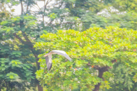 Open-billed stork, or Asian openbill is flying in the public park. The Asian openbill or Asian openbill stork (Anastomus oscitans) is a large wading bird in the stork family Ciconiidae.の写真素材