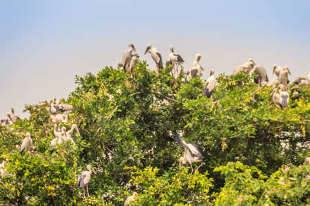 Flock of Open-billed stork, or Asian openbill birds on tree in the public park. The Asian openbill or Asian openbill stork (Anastomus oscitans) is a large wading bird in the stork family Ciconiidae.の写真素材