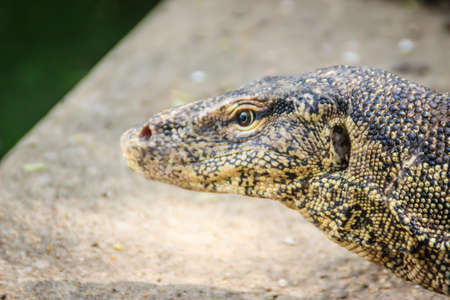 Close up the Asian water monitor (Varanus salvator), also called common water monitor, is a large varanid lizard native to South and Southeast Asia.の写真素材