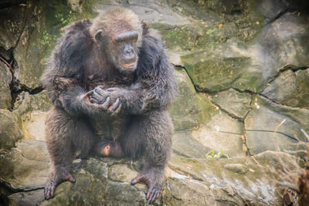 Cute Gorilla in the public park. Gorillas are ground-dwelling, predominantly herbivorous apes that inhabit the forest of central Sub-Saharan Africa.の写真素材
