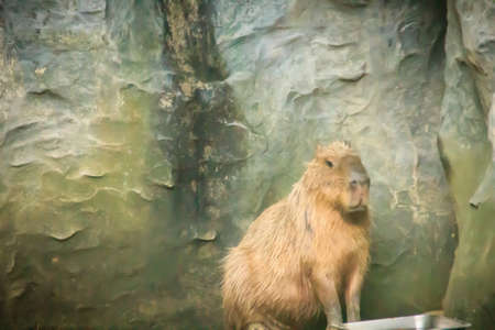 Cute capybara in the cave. The capybara (Hydrochoerus hydrochaeris) is a giant cavy rodent native to South America. It is the largest living rodent in the world.の写真素材