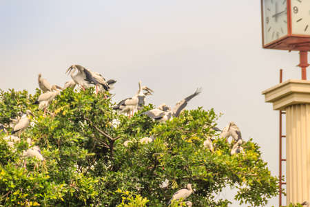 Flock of Open-billed stork, or Asian openbill birds on tree in the public park. The Asian openbill or Asian openbill stork (Anastomus oscitans) is a large wading bird in the stork family Ciconiidae.の写真素材