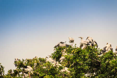 Flock of Open-billed stork, or Asian openbill birds on tree in the public park. The Asian openbill or Asian openbill stork (Anastomus oscitans) is a large wading bird in the stork family Ciconiidae.の写真素材