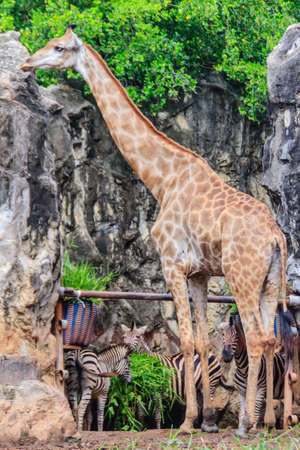 Cute giraffe in the public park. The giraffe (Giraffa) is an African artiodactyl mammal, the tallest living terrestrial animal and the largest ruminant.の写真素材