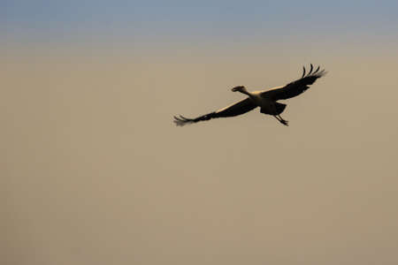 Open-billed stork, or Asian openbill is flying in the public park. The Asian openbill or Asian openbill stork (Anastomus oscitans) is a large wading bird in the stork family Ciconiidae.の写真素材