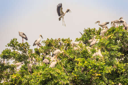 Flock of Open-billed stork, or Asian openbill birds on tree in the public park. The Asian openbill or Asian openbill stork (Anastomus oscitans) is a large wading bird in the stork family Ciconiidae.の写真素材