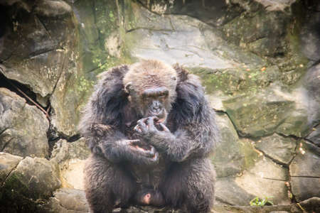 Cute Gorilla in the public park. Gorillas are ground-dwelling, predominantly herbivorous apes that inhabit the forest of central Sub-Saharan Africa.の写真素材