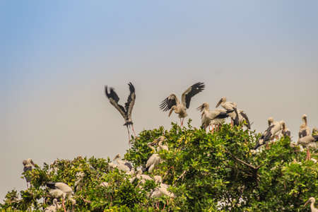 Flock of Open-billed stork, or Asian openbill birds on tree in the public park. The Asian openbill or Asian openbill stork (Anastomus oscitans) is a large wading bird in the stork family Ciconiidae.の写真素材