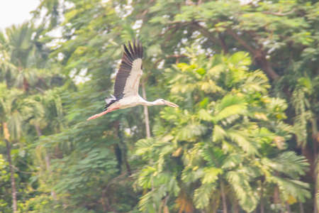 Open-billed stork, or Asian openbill is flying in the public park. The Asian openbill or Asian openbill stork (Anastomus oscitans) is a large wading bird in the stork family Ciconiidae.の写真素材