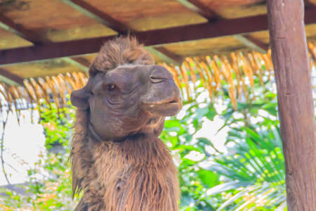 Cute Bactrian Camel (Camelus ferus). They are at risk of extinction.の写真素材