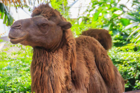 Cute Bactrian Camel (Camelus ferus). They are at risk of extinction.の写真素材