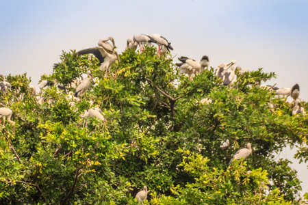 Flock of Open-billed stork, or Asian openbill birds on tree in the public park. The Asian openbill or Asian openbill stork (Anastomus oscitans) is a large wading bird in the stork family Ciconiidae.の写真素材