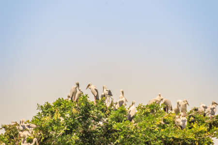 Flock of Open-billed stork, or Asian openbill birds on tree in the public park. The Asian openbill or Asian openbill stork (Anastomus oscitans) is a large wading bird in the stork family Ciconiidae.の写真素材
