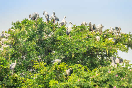 Flock of Open-billed stork, or Asian openbill birds on tree in the public park. The Asian openbill or Asian openbill stork (Anastomus oscitans) is a large wading bird in the stork family Ciconiidae.の写真素材