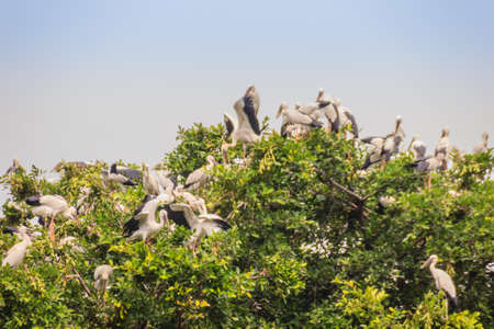 Flock of Open-billed stork, or Asian openbill birds on tree in the public park. The Asian openbill or Asian openbill stork (Anastomus oscitans) is a large wading bird in the stork family Ciconiidae.の写真素材