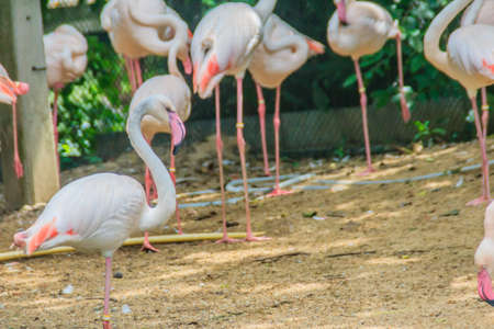 Group of Greater Flamingo (Phoenicopterus roseus) in the public park. Flamingos are very beautiful birds, long necks and legs, pink feathers, black wings, pink beak, black wing tip.の写真素材