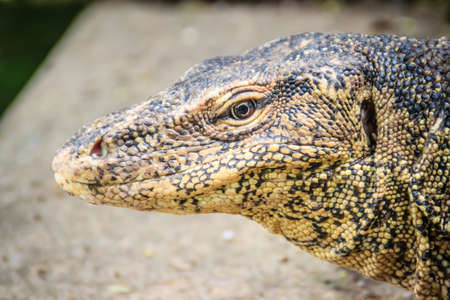 Close up the Asian water monitor (Varanus salvator), also called common water monitor, is a large varanid lizard native to South and Southeast Asia.の写真素材
