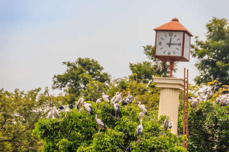 Group of Open-billed stork, or Asian openbill on tree with the clock tower in the public park.の写真素材