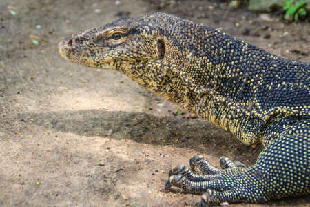 Close up the Asian water monitor (Varanus salvator), also called common water monitor, is a large varanid lizard native to South and Southeast Asia.の写真素材