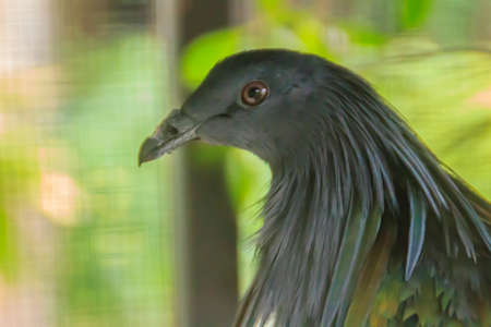 Cute Nicobar pigeon, or Nicobar dove (Caloenas nicobarica) in nature. In Thailand, the Nicobar is a very rare bird. By living in the evergreen forest or the beach of the Similan Islands only.の写真素材