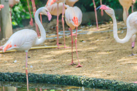 Group of Greater Flamingo (Phoenicopterus roseus) in the public park. Flamingos are very beautiful birds, long necks and legs, pink feathers, black wings, pink beak, black wing tip.の写真素材