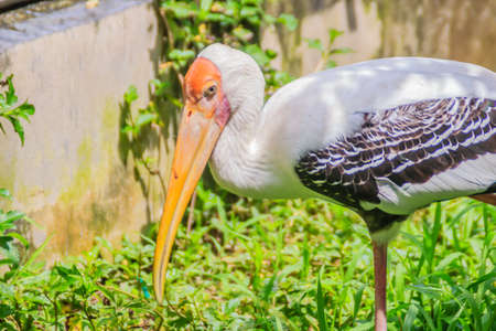 Cute Lesser adjutant stork in the nature. The lesser adjutant (Leptoptilos javanicus) is a large wading bird in the stork family Ciconiidae.の写真素材