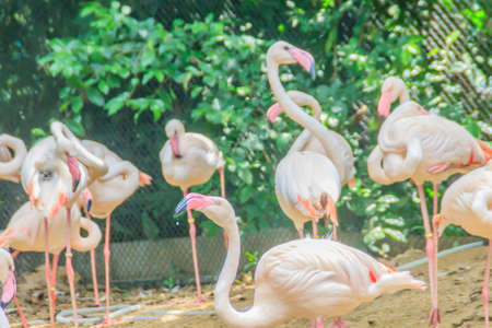 Group of Greater Flamingo (Phoenicopterus roseus) in the public park. Flamingos are very beautiful birds, long necks and legs, pink feathers, black wings, pink beak, black wing tip.の写真素材