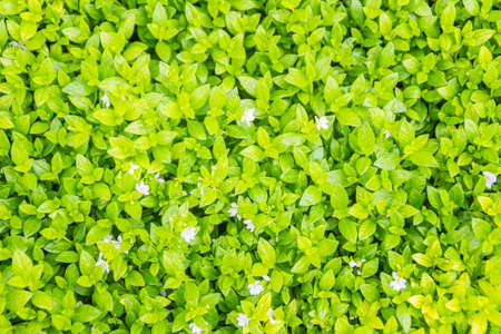 Green grassy texture in nature background. Fresh green lawn in the backyard for background. Green grassy background vignette or the naturally walls texture Ideal for use in the design fairly.の写真素材