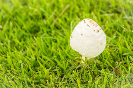 Beautiful young white mushroom on green grass. Closeup of white mushroom growth on the green grass background.の写真素材