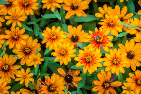 Closeup Beautiful yellow Zinnia flower (Zinnia violacea Cav.) with bee in summer garden on sunny day. Zinnia is a genus of plants of the sunflower tribe within the daisy family.の写真素材