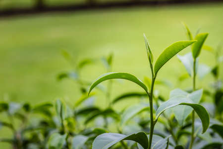 Young shoots of green tea leaves in the morning before harvesting. The green tea harvested in taste and value from the young shoots leaves is known to produce the highest quality green tea leaves.の写真素材