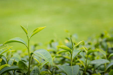 Young shoots of green tea leaves in the morning before harvesting. The green tea harvested in taste and value from the young shoots leaves is known to produce the highest quality green tea leaves.の写真素材