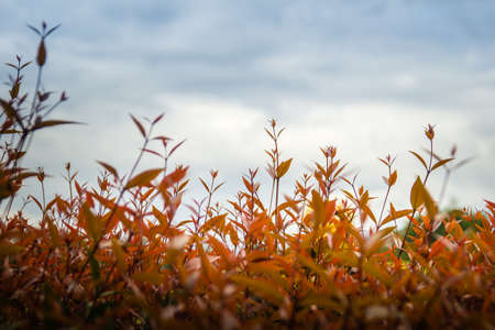 Beautiful red young leaves in the nature. Organic young red leaves background of Syzygium gratum tree, or shore eugenia. It has a distinctive red trunk with flaky bark and young leaves are reddish.の写真素材