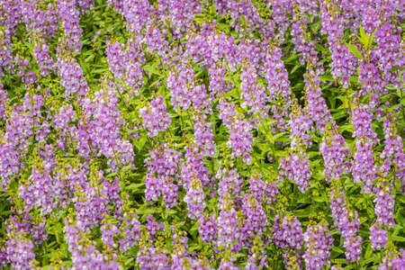 Purple flowers of snapdragon (Antirrhinum majus) on the flowerbed background. Antirrhinum majus, commonly called snapdragon, is an old garden favorites that, in optimum cool summer growing conditions.の写真素材