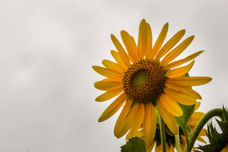 Beautiful yellow sunflower on white sky background. Sunflowers (Helianthus annuus) is an annual plant with a large daisy-like flower face, usually tall annual can grow to a height of 300 cm or more.の写真素材