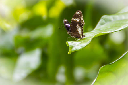 Beautiful black and white wings butterfly on green leaf with natural green unfocused background. Black and white butterfly perched on green leave and yellow background.の写真素材